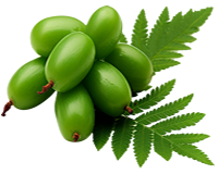 Be Organic Live Nature